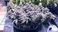 Gorilla Glue