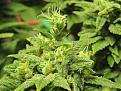 Somango XXL clones