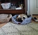 And the other pug who actually fits in a cat bed