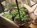 Plants trimmed, and LST to separate  and make bud sites open.