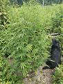 Some drool worthy plants going on. Here's my snowcaine V2 just beginning to flower and she stinks already