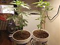 Current Grow Spiritual Punk on the left Mystery on the right Sativa dom Hybrid?