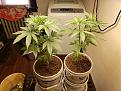 Current Grow Spiritual Punk on the left Mystery on the right Sativa dom Hybrid?