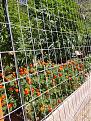 In my 5 years of outdoor grows, I've  finally discovered my very best debugger for a completely bug free grow. Marigolds and Nasturtion loaded up in the raised bed beneath my weed pots. By far the best results so far!