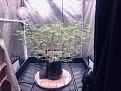 Day after defoliating
