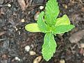 Young healthy seedling (Curved leaf assumed to be genetic)