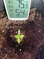 First true leaf starts to look brown and drying up
