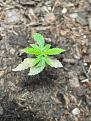 Problem starts to spread to the curved true leaf (part of the second set of leaves)