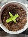 Second healthy seedling growing in same medium as sick plant. Same tent, light conditions, and watering.