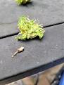 Photo of white thing that was in all buds with rotten spot. Little brown dots on bud possibly bugs?