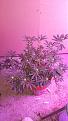 Shes a beauty week 3