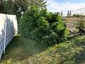 This is my three plants on July before I put the greenhouse over them.