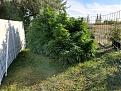 This is my three plants on July before I put the greenhouse over them.