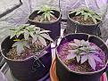 Clockwise from front Left - grape ape, strawberry banana, Cherry Pie and White Widow.