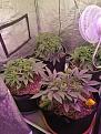 3 by 3 tent.  2 at front are 3 weeks behind = hogun and Amnesia Haze