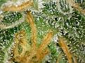 Trichomes position 1.