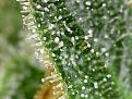 Trichomes position 2.