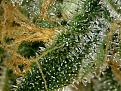 Trichomes position 4