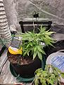 Day 40
Merry Christmas. 
Keeping up with LST. Growing fast