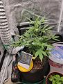 Day 42
Starting to flower.  Growing faster.  Raising the light pretty much daily now.  Didn't realize how fast autos are.  Yes that is a speaker. I started playing classical music for her.