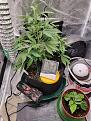 Today.  Dec29. Day 44
Considering she was pretty much on deaths bed 22 days ago. She came back with a vengeance. I can't wait for the next month or so to see her ready for harvest.  The humidity foam dome floating in a bucket. Haha