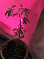 My plant 1 week ago