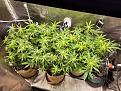 18 days into flower!