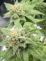 Super skunk almost ready
