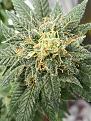 White widow almost ready