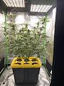 Finishing week 5 of flower