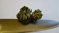 bud cut in 2