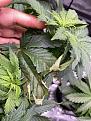 Plant 1 leaves at top of plant