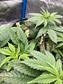 Plant 2 leaves at top of plant