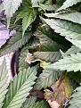 Plant 2 leaves at bottom of plant