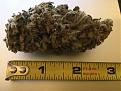 Super Skunk from Nirvana Seed, coco, canna, LED