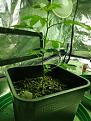 day 10 sour tangie the back highworthy