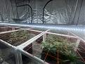 Scrog grow,Natures living soil,FFCL,Recharge 2 1/2 weeks until flip.
Strain is Papaya