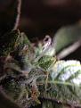 starting 6th wk bloom 12/12 400w HPS  2'x4'x5' grw tent GH Trio,CaliMagic,Hydroguard