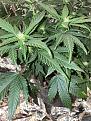 Leaf tips bending down