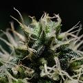 Bud & Trichomes