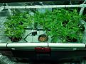 wednesday when i first scrogged em