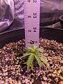 Height 9-30
