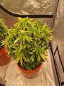 GDP