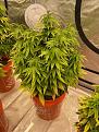 White Widow