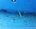 root sticking out afterm 1 + week new transplant
