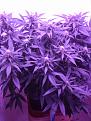 Week 8, full GH nutes.