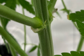 Bud Sight Close-Up