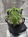 Growth to six nodes