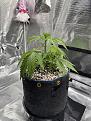 Growth to 6 nodes