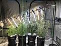 Garden 2025